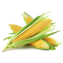 Corn