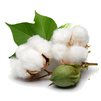 Cotton